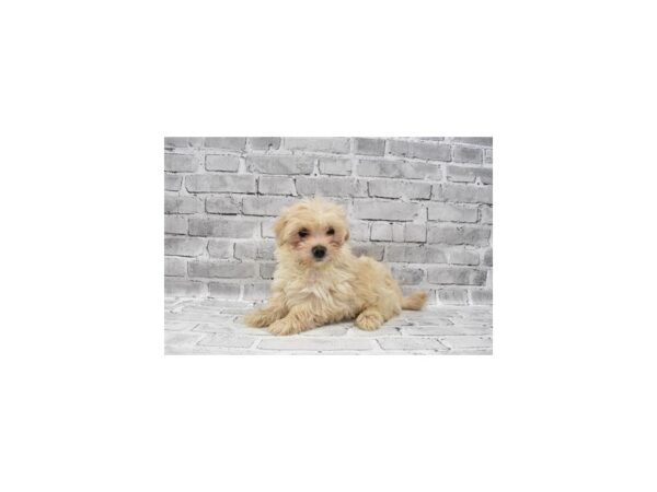 Morkie-DOG-Male-Gold-390-PetCenter Old Bridge, New Jersey