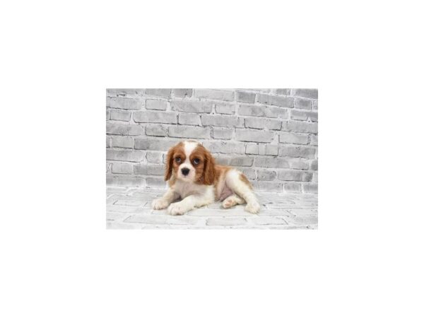 Cavalier King Charles Spaniel-DOG-Male-Blenheim-392-PetCenter Old Bridge, New Jersey
