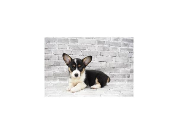 Pembroke Welsh Corgi- Available 7/22-DOG-Female-Black and Tan-396-PetCenter Old Bridge, New Jersey