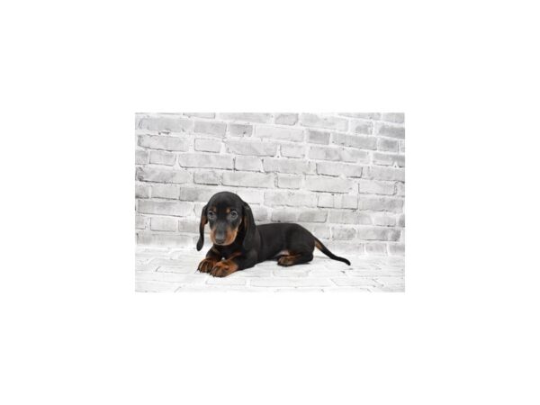 Dachshund-DOG-Male-Black and Tan-394-PetCenter Old Bridge, New Jersey