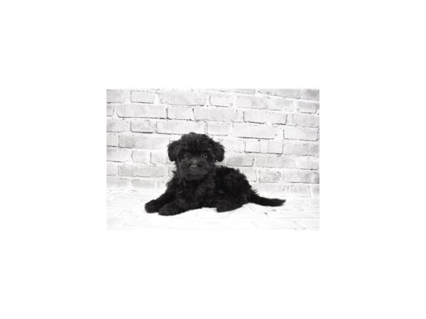 Shihpoo- Available 7/22-DOG-Female-Black-395-PetCenter Old Bridge, New Jersey