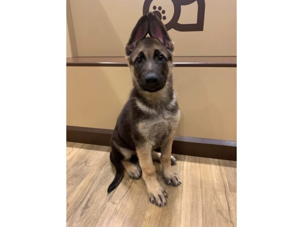 German Shepherd- Available 7/1-DOG-Male-Black / Tan-342-PetCenter Old Bridge, New Jersey