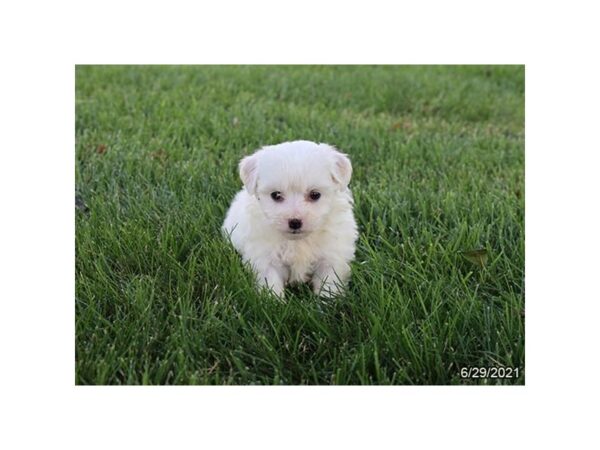 Bichon Frise- Available 7/29-DOG-Female-White-397-PetCenter Old Bridge, New Jersey