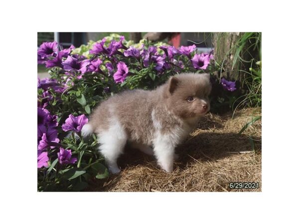 Pomeranian- Available 7/29-DOG-Male-Lilac-398-PetCenter Old Bridge, New Jersey