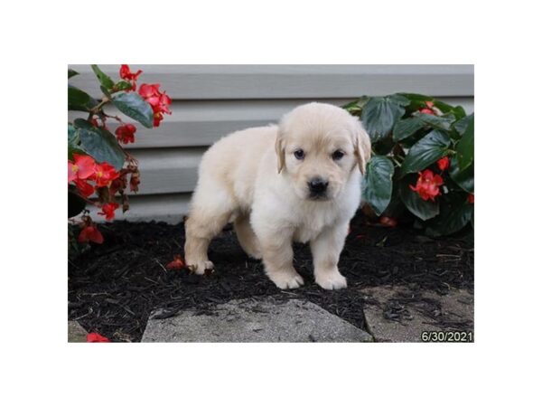 Golden Retriever- Available 7/29-DOG-Female-Light Golden-399-PetCenter Old Bridge, New Jersey