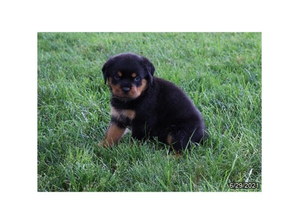 Rottweiler- Available 7/29-DOG-Female-Black / Tan-401-PetCenter Old Bridge, New Jersey