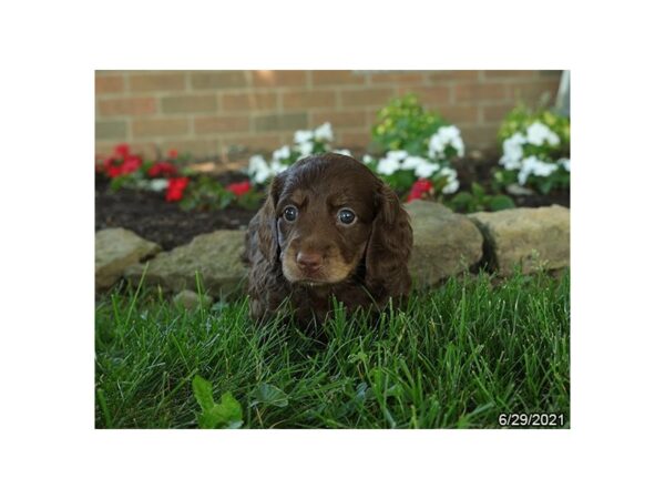 Dachshund- Available 7/29-DOG-Female-Chocolate-402-PetCenter Old Bridge, New Jersey