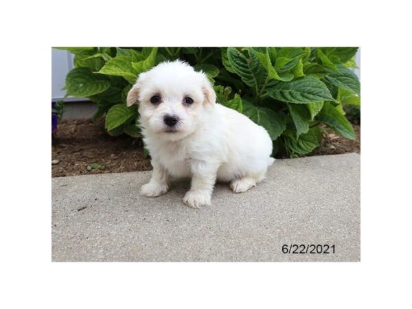 Havanese- Available 7/29-DOG-Female-Cream-404-PetCenter Old Bridge, New Jersey