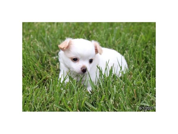 Chihuahua- Available 7/29-DOG-Female-White / Cream-405-PetCenter Old Bridge, New Jersey