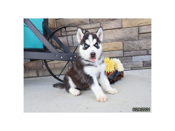 Siberian Husky- Available 7/29-DOG-Male-Black / White-406-PetCenter Old Bridge, New Jersey