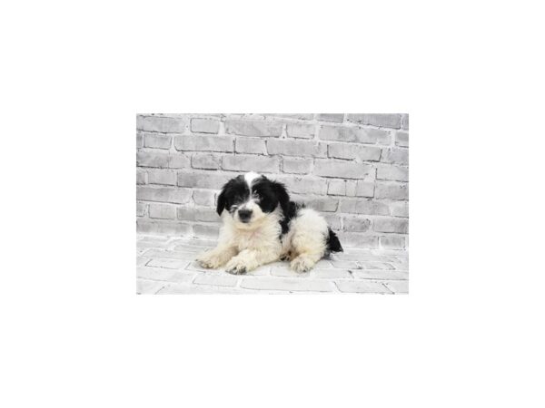 Yorkiepoo-DOG-Male-Black and White-407-PetCenter Old Bridge, New Jersey