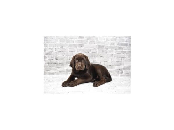 Labrador Retriever-DOG-Female-Chocolate-408-PetCenter Old Bridge, New Jersey