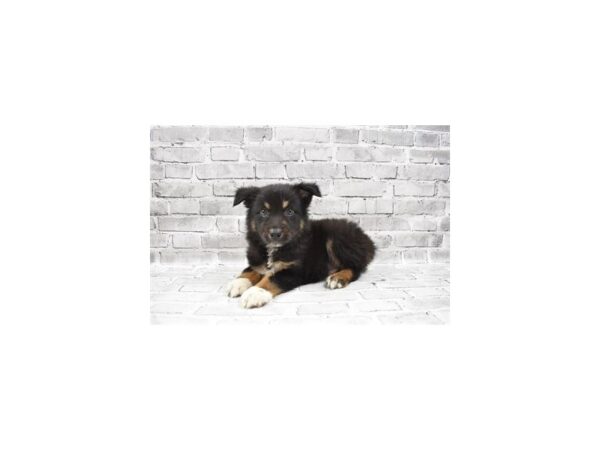 Australian Shepherd - Available 7/29-DOG-Male-Black and White-409-PetCenter Old Bridge, New Jersey