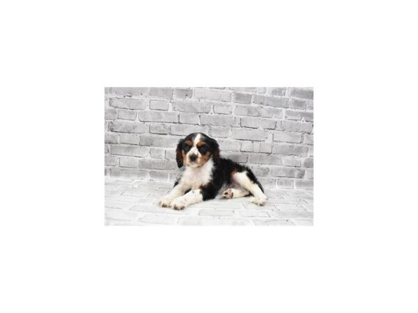 Cavalier King Charles Spaniel - Available 7/29-DOG-Male-Black and White-410-PetCenter Old Bridge, New Jersey