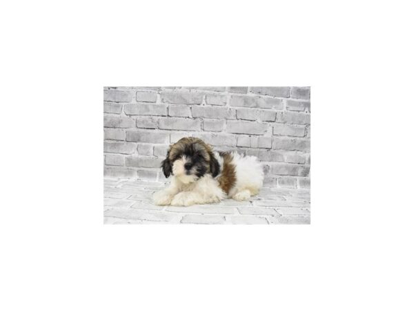 Teddy Bear - Available 7/29-DOG-Female-Black Gold and Silver-411-PetCenter Old Bridge, New Jersey