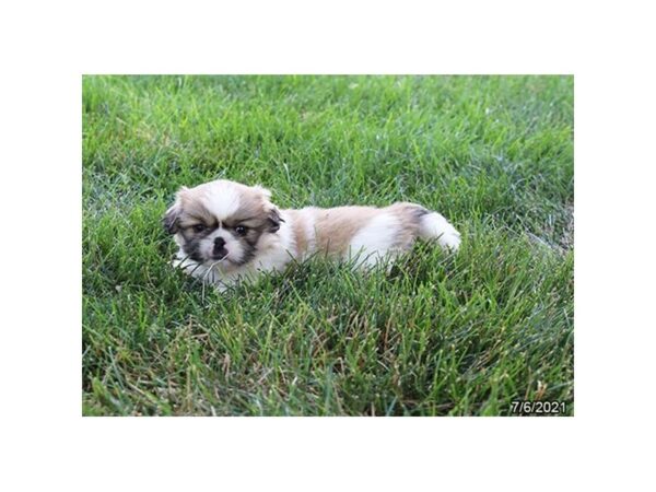 Pekingese- Available 8/5-DOG-Male-Sable / White-416-PetCenter Old Bridge, New Jersey