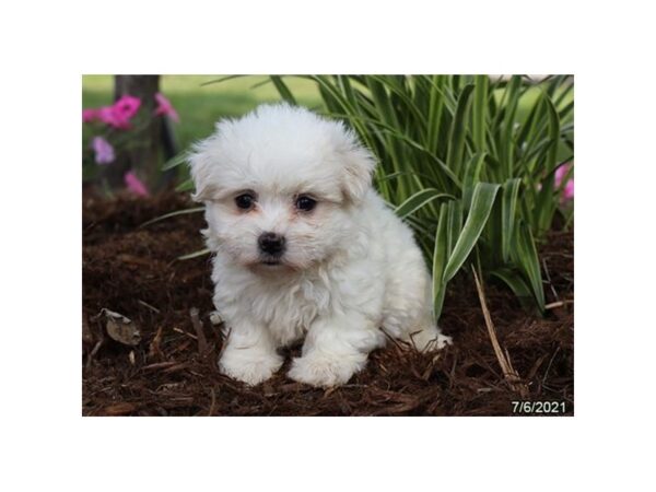 Maltese- Available 8/5-DOG-Female-White-417-PetCenter Old Bridge, New Jersey