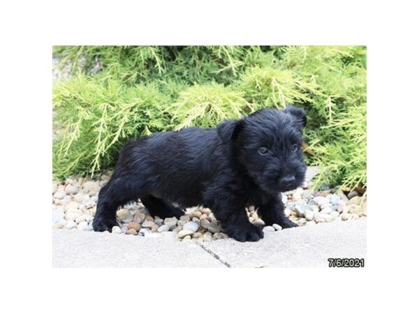 Scottish Terrier- Available 8/5-DOG-Female-Black-418-PetCenter Old Bridge, New Jersey