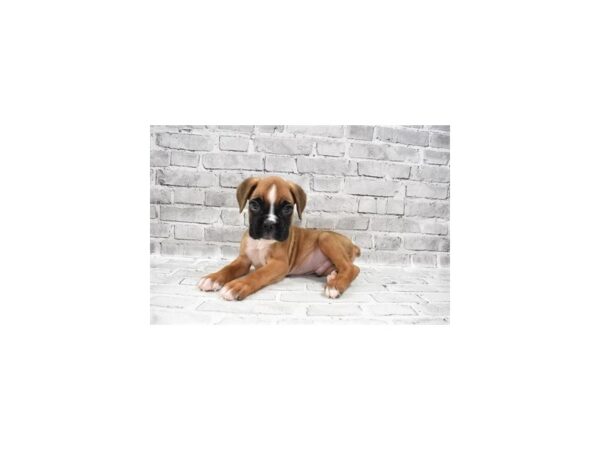 Boxer- Available 8/5-DOG-Male-Fawn-419-PetCenter Old Bridge, New Jersey