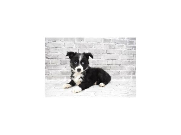 Miniature American Shepherd- Available 8/5-DOG-Female-Black-420-PetCenter Old Bridge, New Jersey