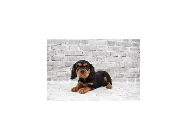 Cavalier King Charles Spaniel- Available 8/5-DOG-Male-Black and Tan-421-PetCenter Old Bridge, New Jersey