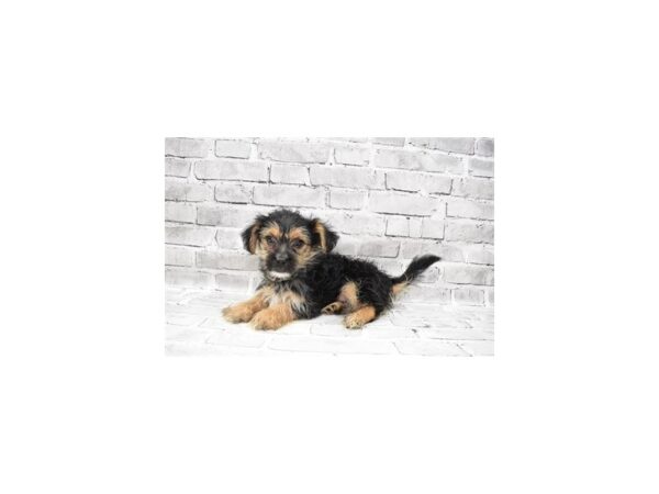 Morkie- Available 8/5-DOG-Male-Black and Tan-422-PetCenter Old Bridge, New Jersey