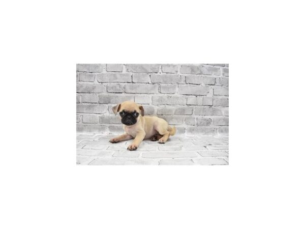 Pug- Available 8/5-DOG-Male-Fawn-423-PetCenter Old Bridge, New Jersey