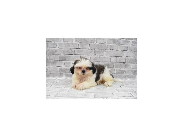 Shih Tzu- Available 8/5-DOG-Female-Brindle and White-424-PetCenter Old Bridge, New Jersey