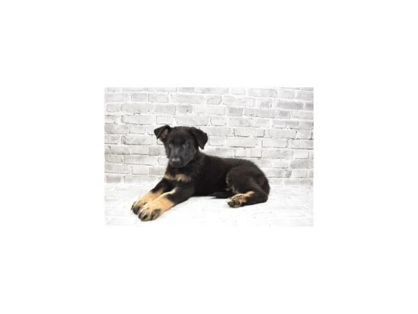 German Shepherd- Available 8/5-DOG-Female-Black and Tan-425-PetCenter Old Bridge, New Jersey