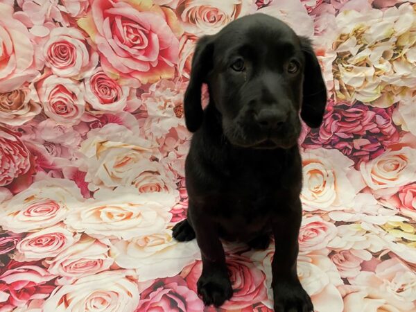 Labrador Retriever-DOG-Female-Black-414-PetCenter Old Bridge, New Jersey