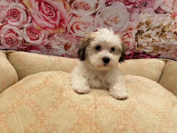 Coton De Tulear-DOG-Female-Brown / White-413-PetCenter Old Bridge, New Jersey