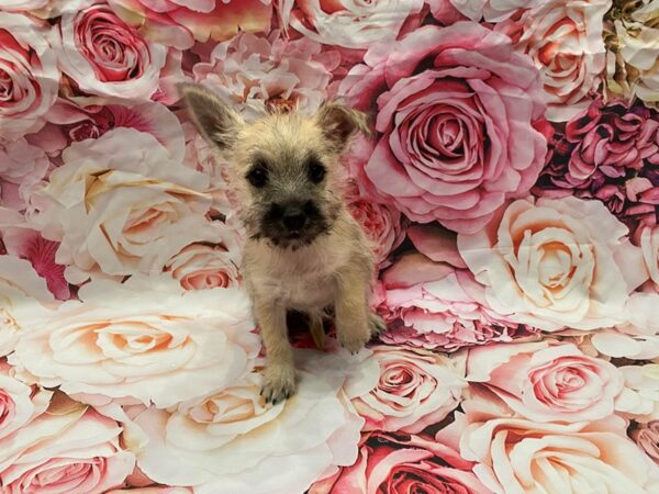 Cairn Terrier-DOG-Female-Wheaten-412-PetCenter Old Bridge, New Jersey
