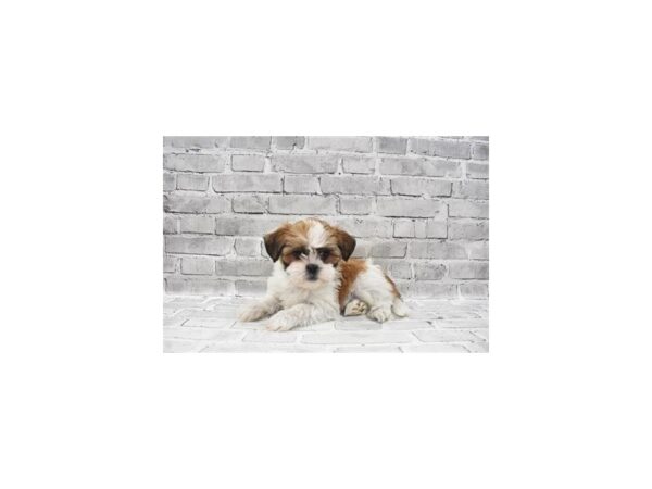 Lhasa Apso- Available 8/12-DOG-Female-Red-426-PetCenter Old Bridge, New Jersey