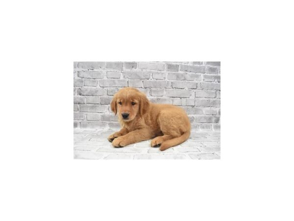 Golden Retriever-DOG-Female-Golden-427-PetCenter Old Bridge, New Jersey