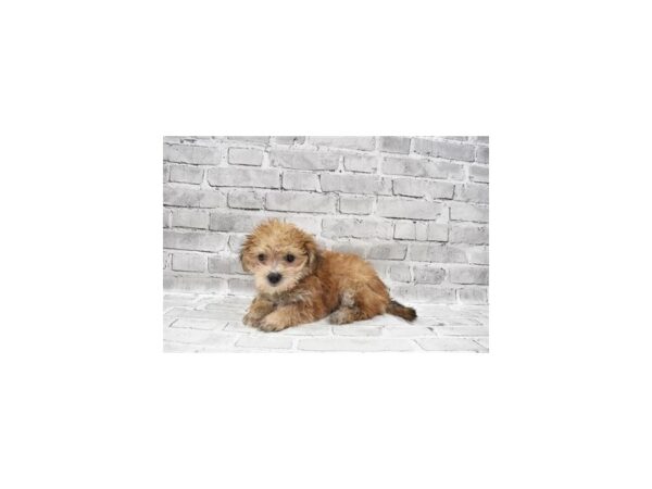 Morkie- Available 8/12-DOG-Female-Gold-428-PetCenter Old Bridge, New Jersey