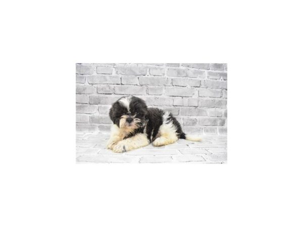 Shih Tzu- Available 8/12-DOG-Female-Blue and White-429-PetCenter Old Bridge, New Jersey