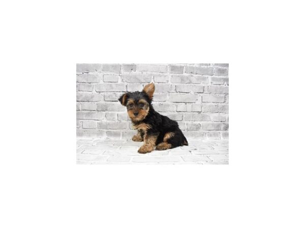 Yorkshire Terrier- Available 8/12-DOG-Male-Black and Tan-431-PetCenter Old Bridge, New Jersey