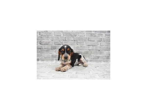 Beaglier- Available 8/12-DOG-Female-Black Tan and Blue Ticked-432-PetCenter Old Bridge, New Jersey