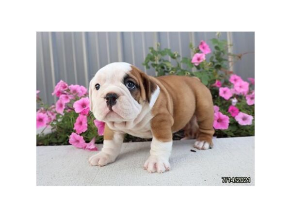 Victorian Bulldog- Available 8/19-DOG-Female-Red / White-434-PetCenter Old Bridge, New Jersey