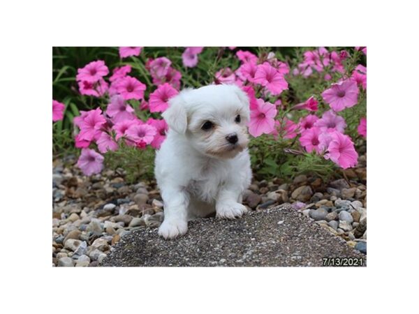 Maltese- Available 8/19-DOG-Male-White-435-PetCenter Old Bridge, New Jersey