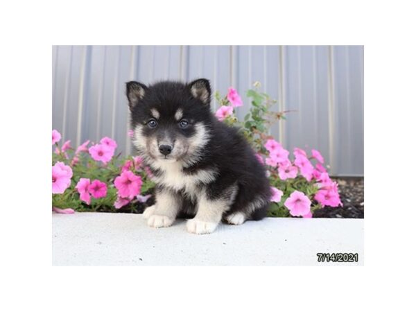 Pomsky- Available 8/19-DOG-Male-Black Tan / White-437-PetCenter Old Bridge, New Jersey