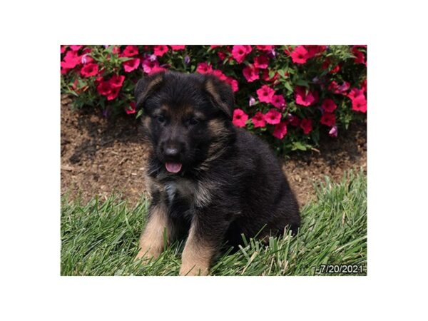 German Shepherd- Available 8/19-DOG-Male-Black / Red-438-PetCenter Old Bridge, New Jersey