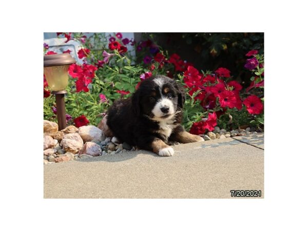 Miniature Australian Shepherd- Available 8/19-DOG-Female-Black-440-PetCenter Old Bridge, New Jersey