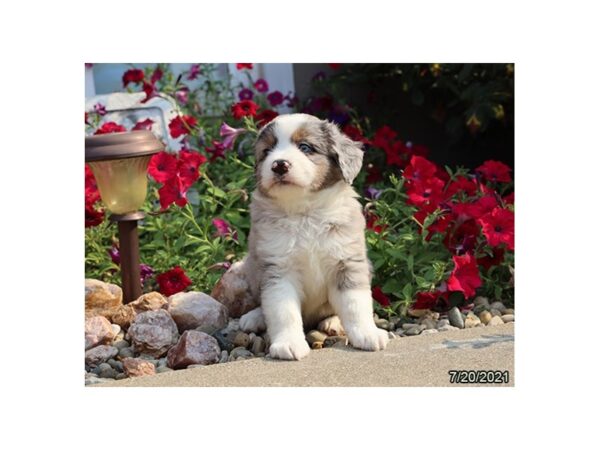 Miniature Australian Shepherd- Available 8/19-DOG-Male-Blue Merle-441-PetCenter Old Bridge, New Jersey