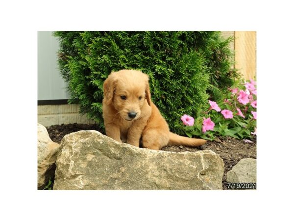Goldendoodle- Available 8/19-DOG-Female-Dark Golden-442-PetCenter Old Bridge, New Jersey