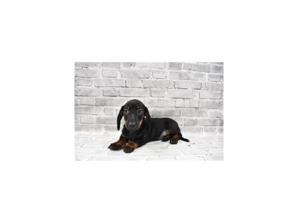 Dachshund- Available 8/19-DOG-Male-Black and Tan-444-PetCenter Old Bridge, New Jersey