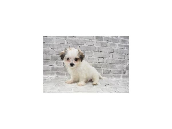 Mal-Shi- Available 8/19-DOG-Male-Gold and White-445-PetCenter Old Bridge, New Jersey