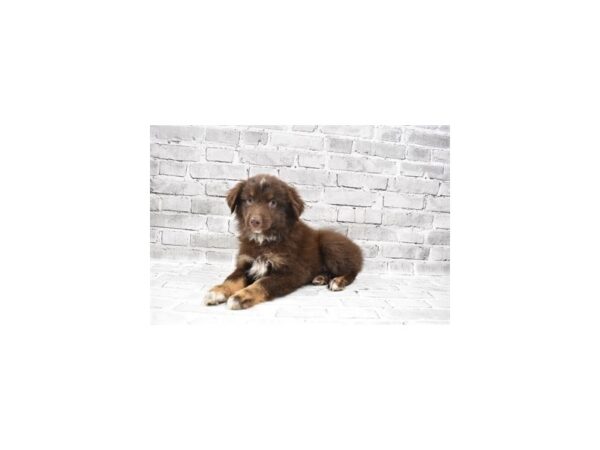 Miniature Australian Shepherd- Available 8/19-DOG-Male-Red-446-PetCenter Old Bridge, New Jersey