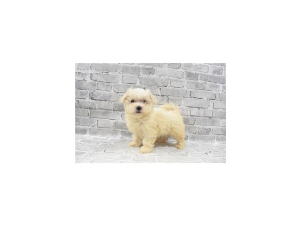 Maltese- Available 8/19-DOG-Female-White-447-PetCenter Old Bridge, New Jersey