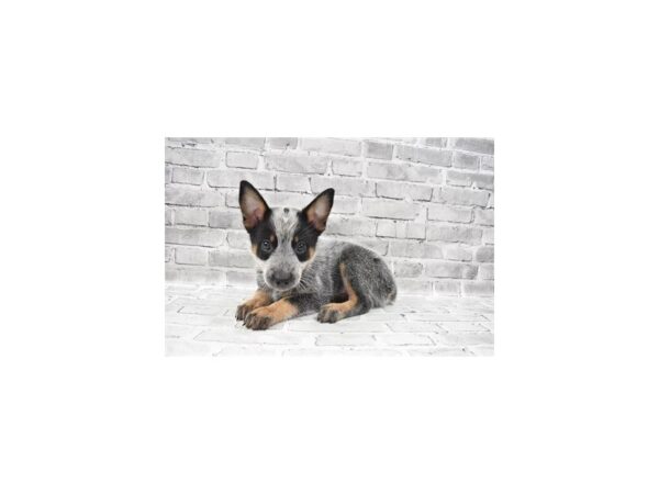 Australian Cattle Dog- Available 8/19-DOG-Male-Blue Mottled-448-PetCenter Old Bridge, New Jersey